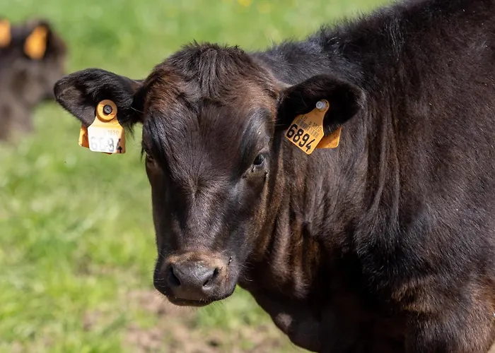 منزل ريفي A Mechels Bettel