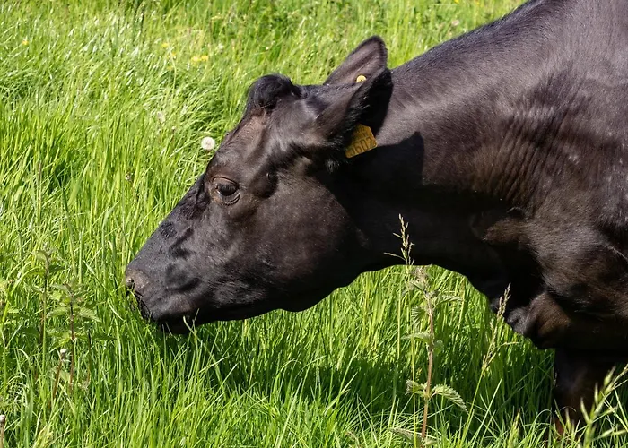 منزل ريفي A Mechels