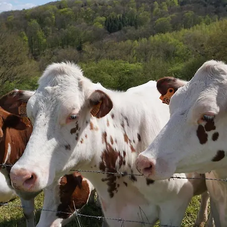 A Mechels カントリーハウス Bettel