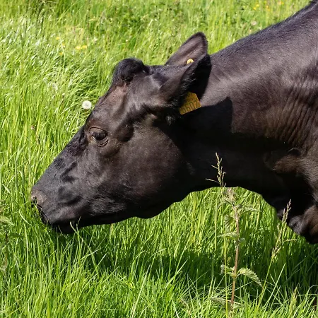 Lantställe A Mechels